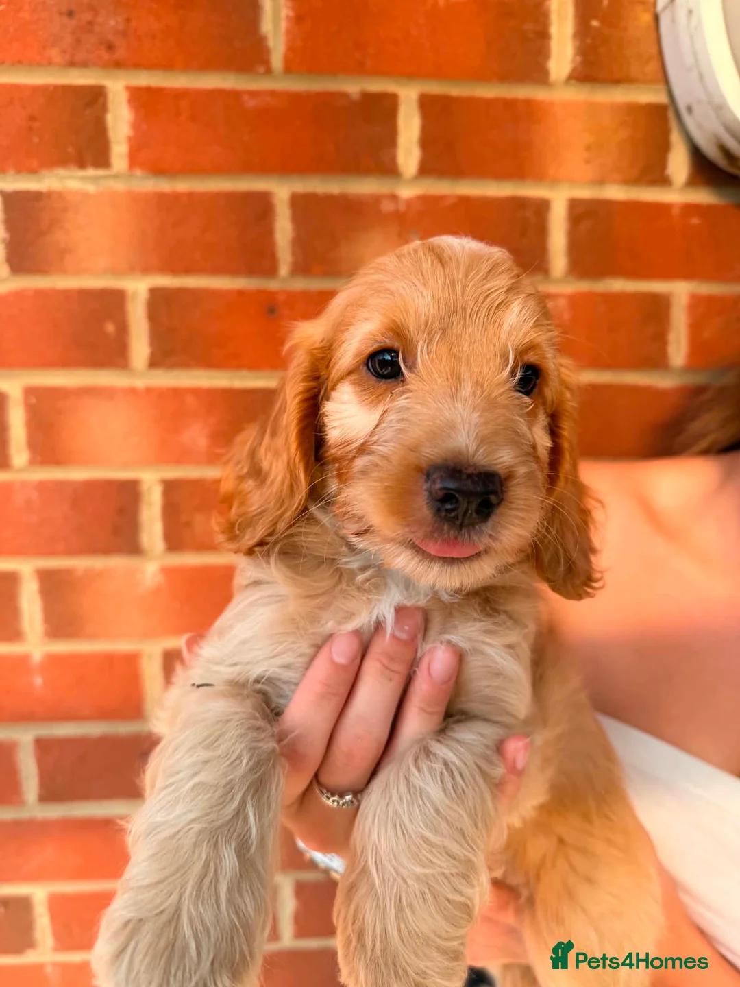 Cockapoo dogs for sale: Ready now 🐶 F1 cockapoos  - Advert 4