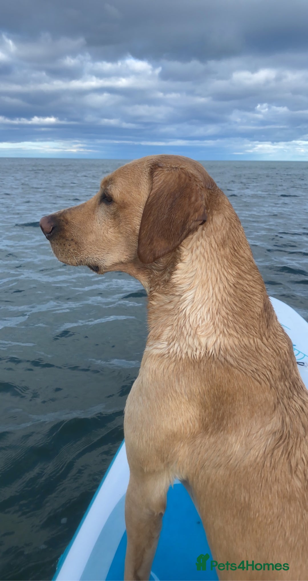 Labrador Retriever dogs for stud: WORKING LABRADOR STUD DOG - Advert 8