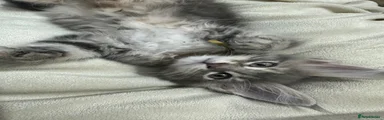 Maine Coon 3 yellow collar 