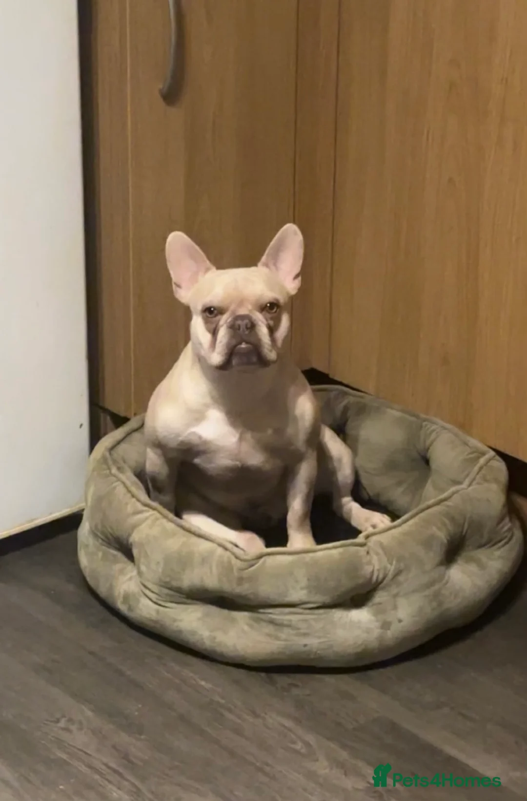 French Bulldog dogs for sale: *RE-HOME* Casper 2 y/o FRENCHIE  - Advert 4