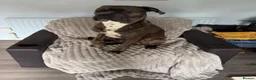 Cane Corso dogs for sale: 11 month old cane corso - Advert 7