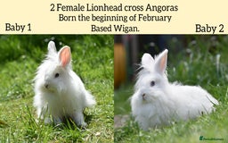 Mixed Breed rabbits for sale: 6 Month Old Lionhead x Angora Does - Image 1