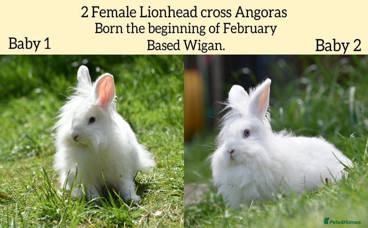 Mixed Breed rabbits - Advert 12