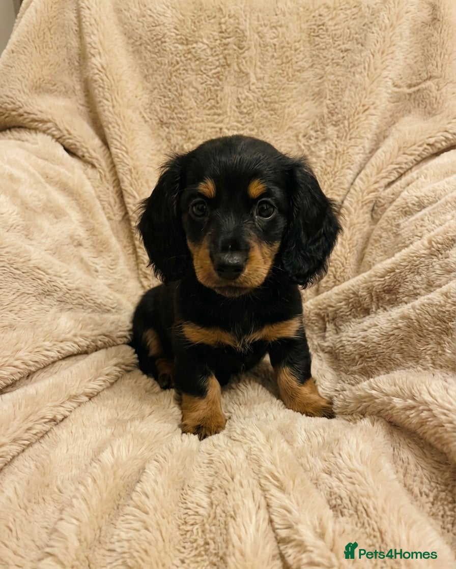 Miniature Dachshund dogs Price Drop! Miniature Longhaired Dachshund - Advert 12
