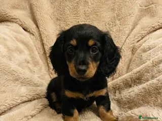 Miniature Dachshund dogs Price Drop! Miniature Longhaired Dachshund - Advert 12