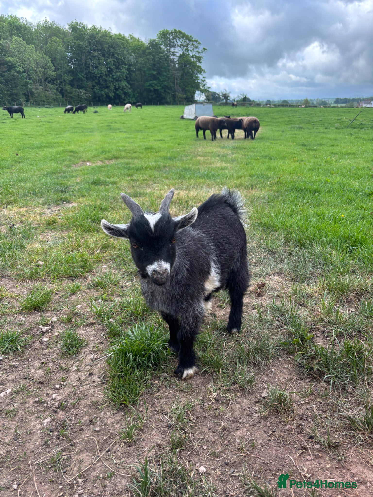 Goats livestock 2 Male Pygmy Goats - Advert 5