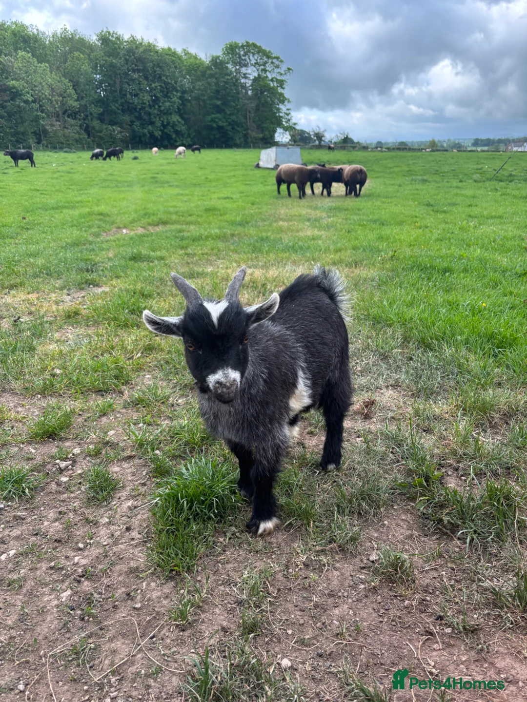Goats livestock for sale: 2 Male Pygmy Goats - Advert 1
