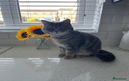British Shorthair cats for sale: 1yr old male BSH for rehoming  - Image 4