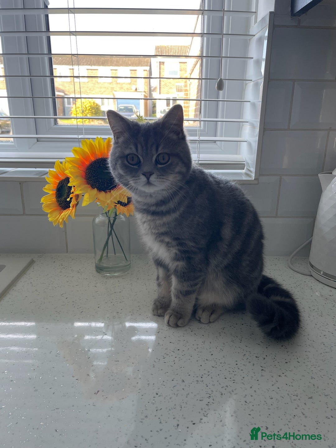 British Shorthair cats for sale: 1yr old male BSH for rehoming  - Image 4
