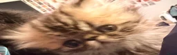 Persian cats for sale: 2 Male Gccf Persian Kittens  - Advert 3