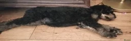 Labradoodle dogs for sale: Stunning Labradoodle pups... Only 2 available - Advert 26