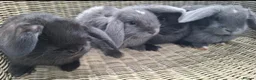 Mini Lop rabbits for sale: Bundle of fluffs ready to be reserved - Advert 4