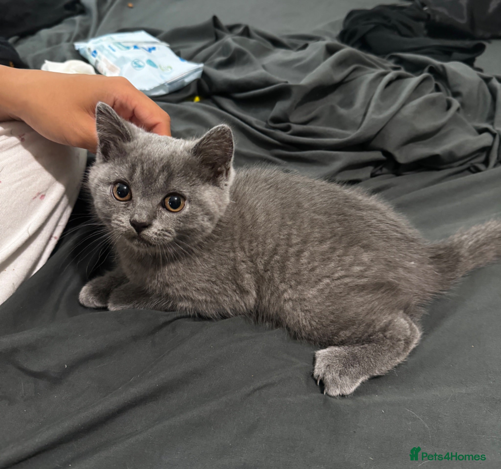 British Shorthair cats One blue BSH boy - Advert 1