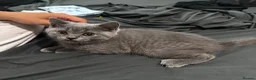 British Shorthair cats for sale: One blue BSH boy - Advert 15