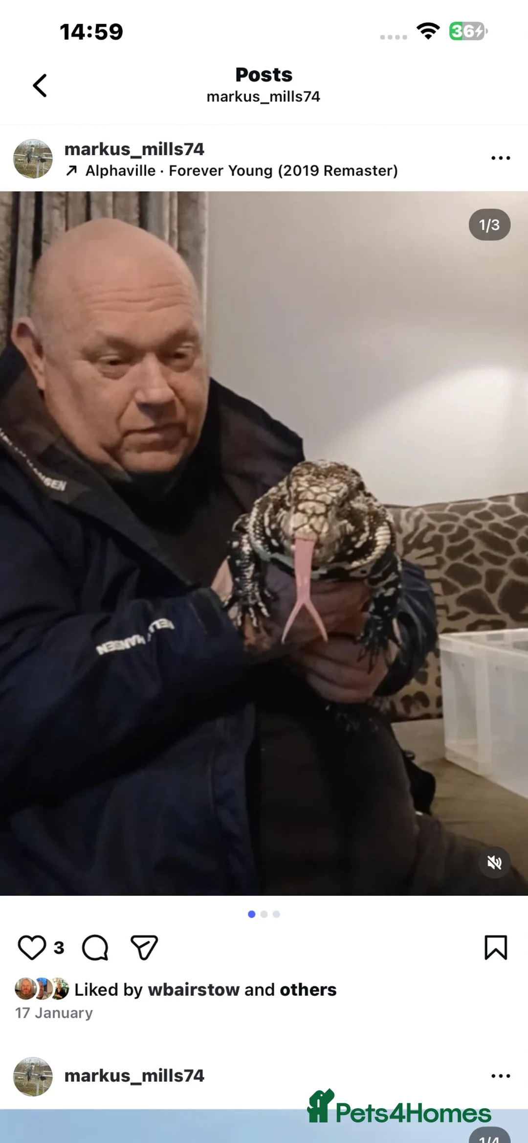 Monitor reptiles for sale: Tegu male - Advert 1