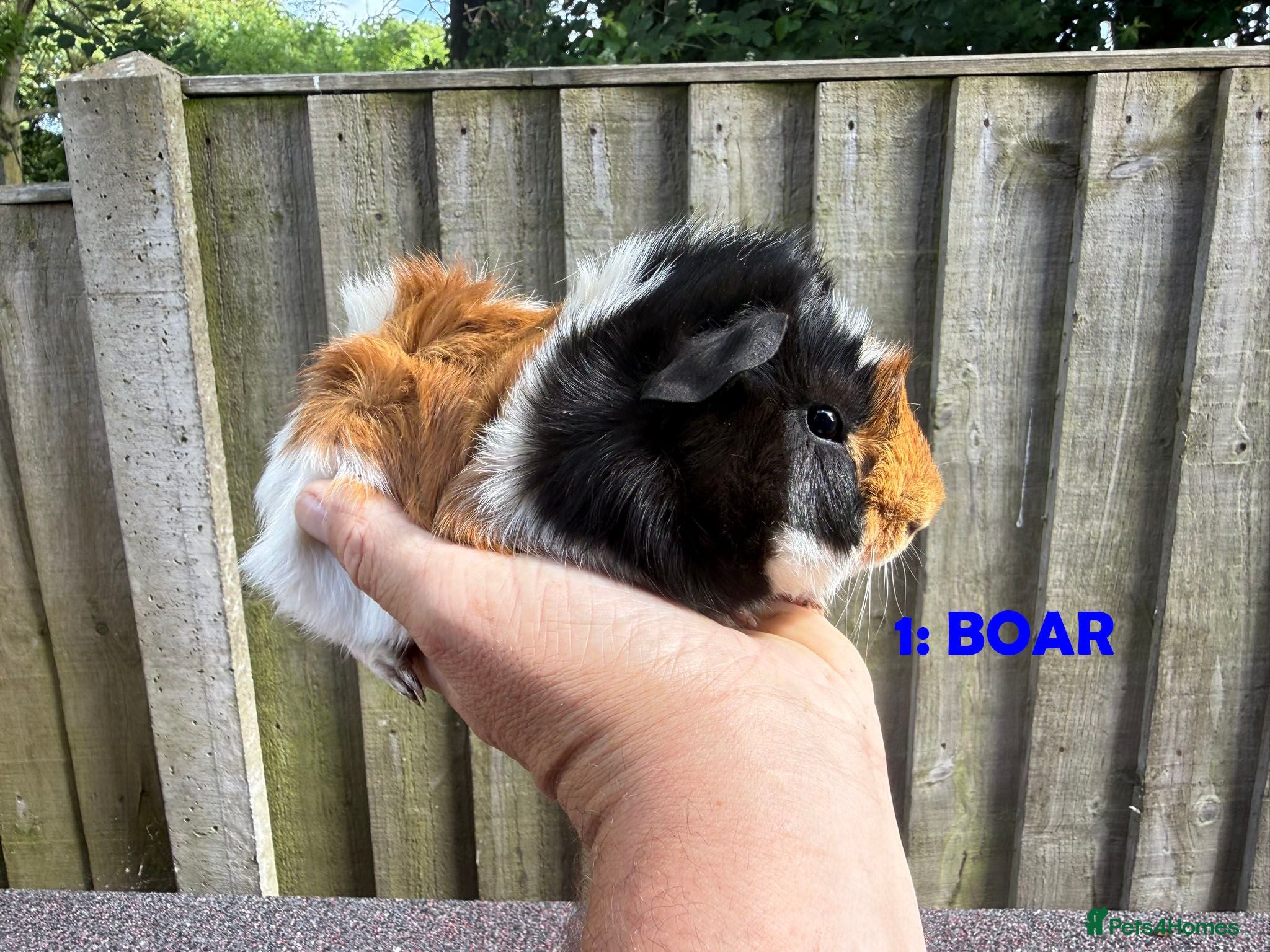 Guinea Pig rodents Various Guinea Pigs - Ready Now - Advert 1