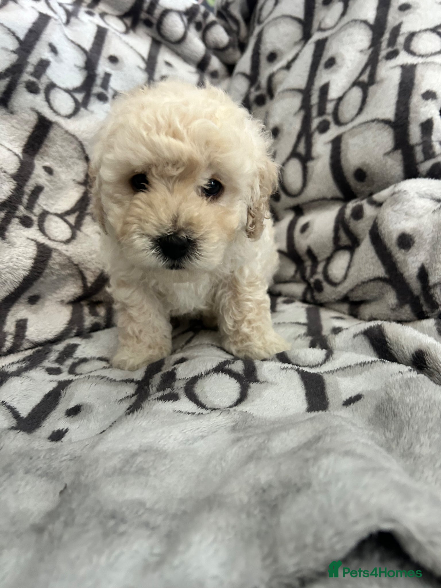 Cavapoochon dogs Exceptional Cavapoochon Boys – Elite Home-Bred - Advert 1