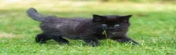 Mixed Breed cats for sale: Kittens for sale - Advert 6