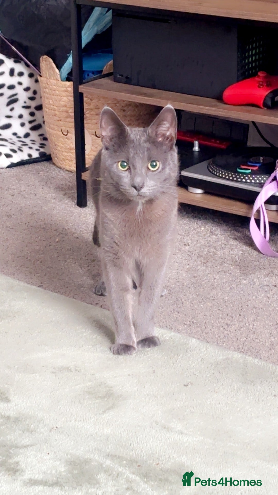 Russian Blue cats Please read description  - Advert 1