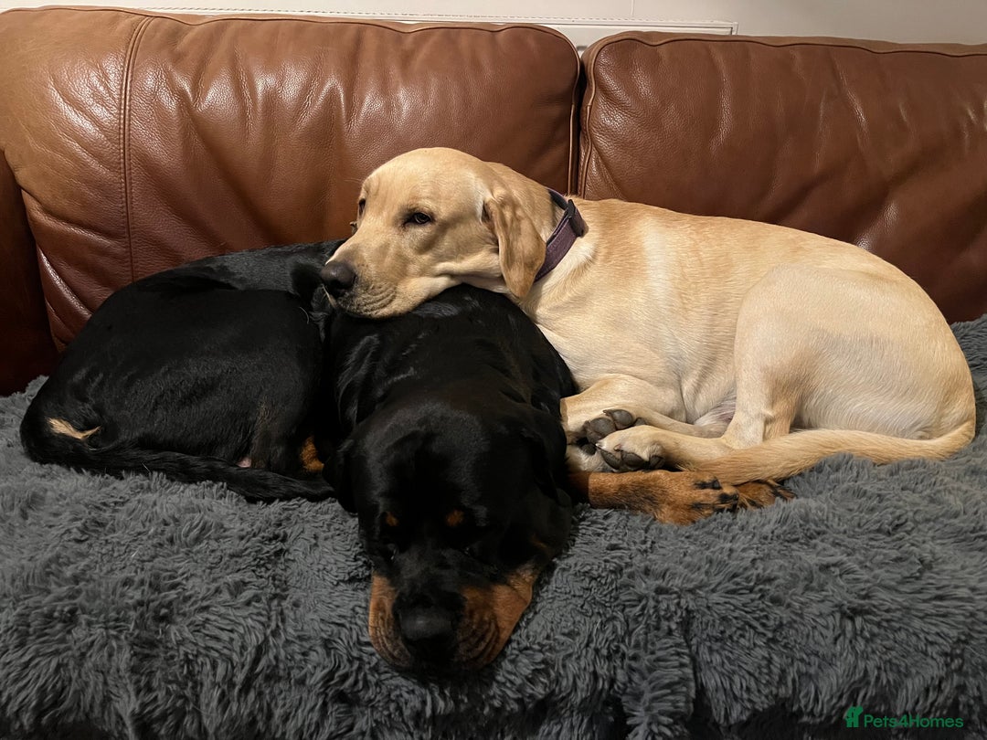 Mixed Breed dogs for sale: 11 Fabulous LABROTTIES - Advert 23