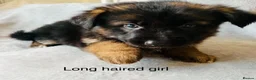 German Shepherd dogs for sale: Gorgeous German shepherd pups for sale  in Durham - Advert 4