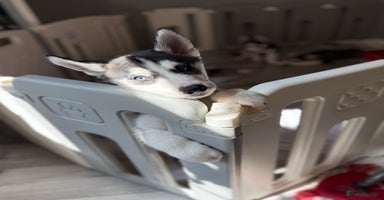Siberian Husky dogs - Advert 5