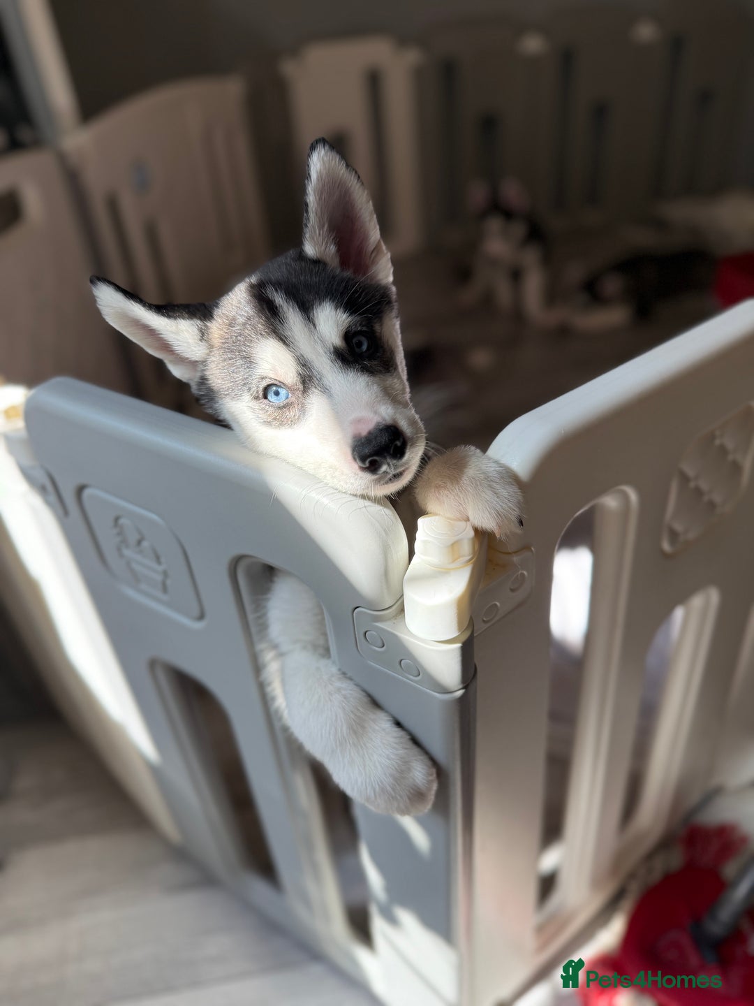 Siberian Husky dogs for sale: Beautiful loving Blue Eyed Siberian Husky’s - Image 12