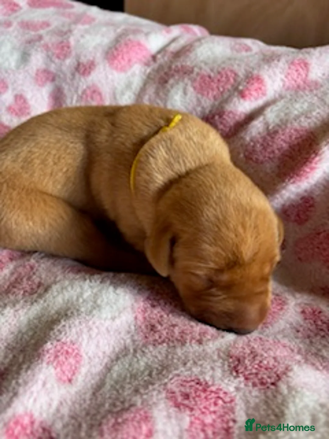 Labrador Retriever dogs for sale: Red Fox Labrador - Advert 16