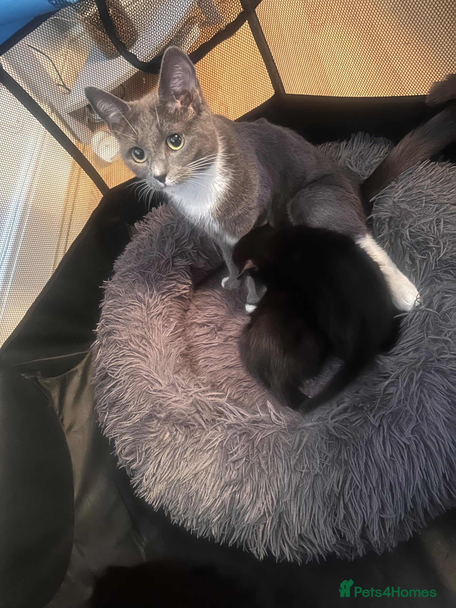 Mixed Breed cats  Premium Quality Female Kittens Panda, Luna & Nova - Advert 2