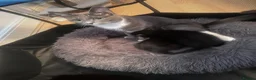 Mixed Breed cats for sale:  Premium Quality Female Kittens Panda, Luna & Nova - Advert 1