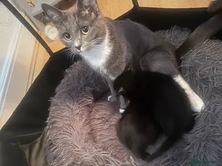 Mixed Breed cats Premium Quality Female Kittens Panda, Luna & Nova - Advert 12