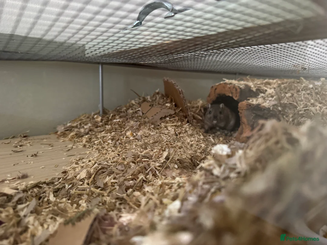 Gerbil rodents for sale: Two bonded 5 month old female gerbils  - Advert 6