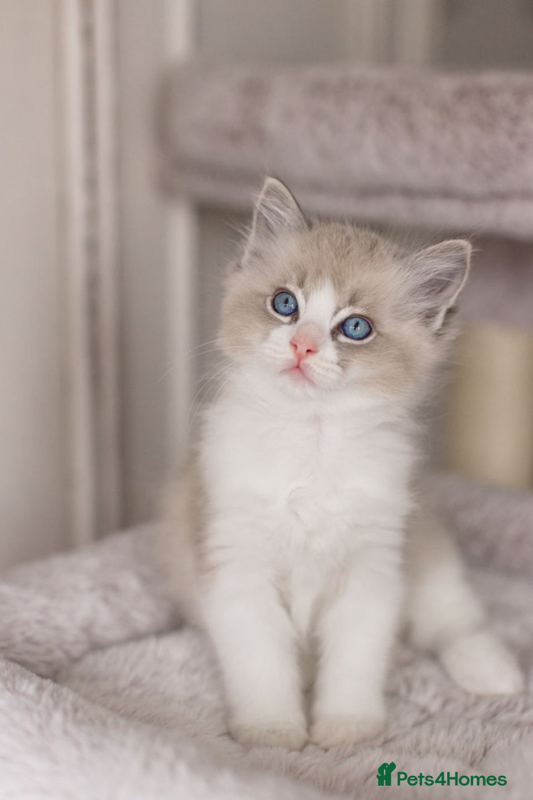 Ragdoll cats for sale: Bicolour and Lynx Ragdoll kittens - Advert 35