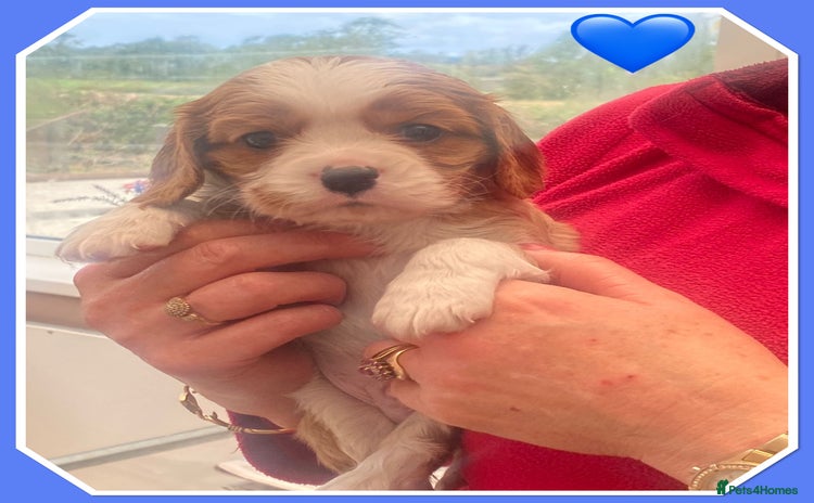 Cavalier King Charles Spaniel dogs - Advert 16