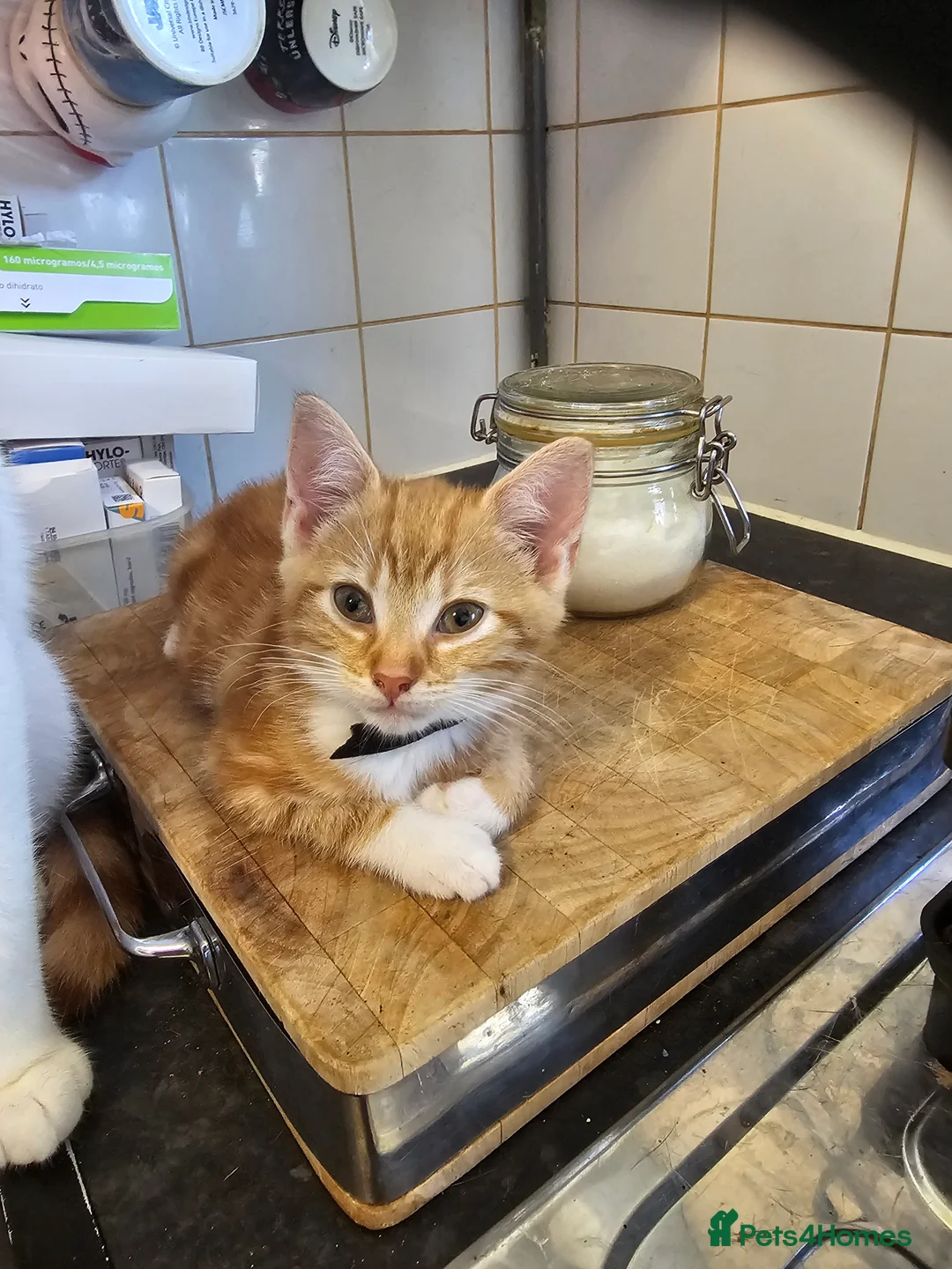 Mixed Breed cats for sale: 4 adorable female kittens for sale  - Advert 40