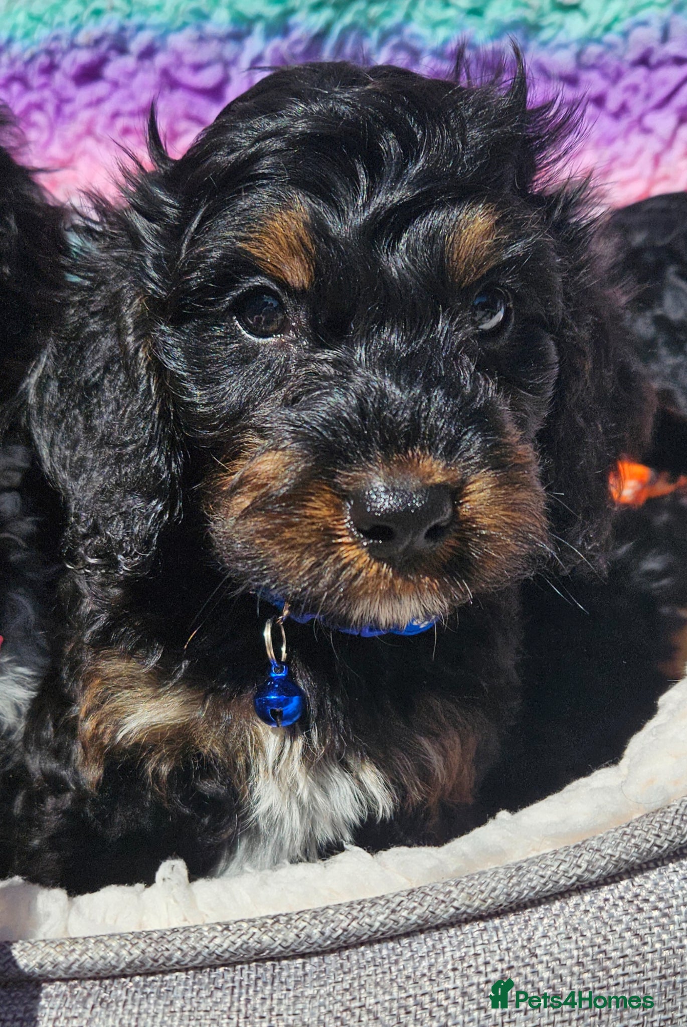 Cockapoo dogs licensed breeder, ready for their forever homes!  - Advert 2