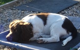 English Springer Spaniel dogs for sale: Two Gorgeous Boy English Springer Spaniel Puppies  - Image 34