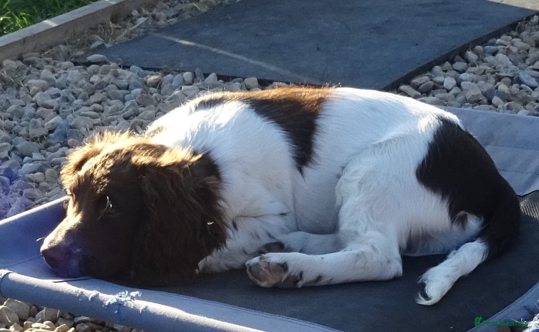 English Springer Spaniel dogs for sale: Two Gorgeous Boy English Springer Spaniel Puppies  - Image 34