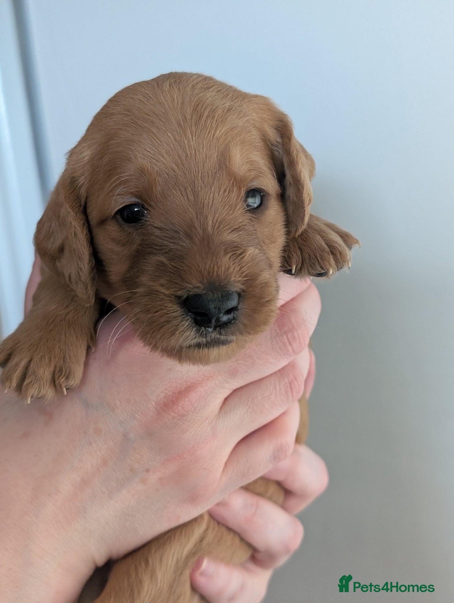 Labradoodle dogs for sale: Unique Labradoodles - Merle, Phantom, Black, Red - Advert 25