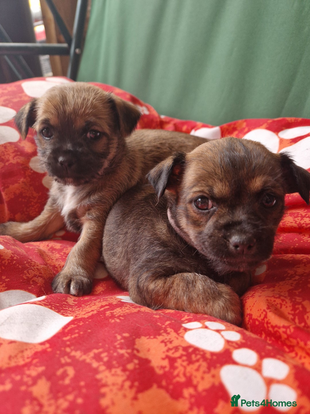 Mixed Breed dogs for sale: Puppies - Image 4