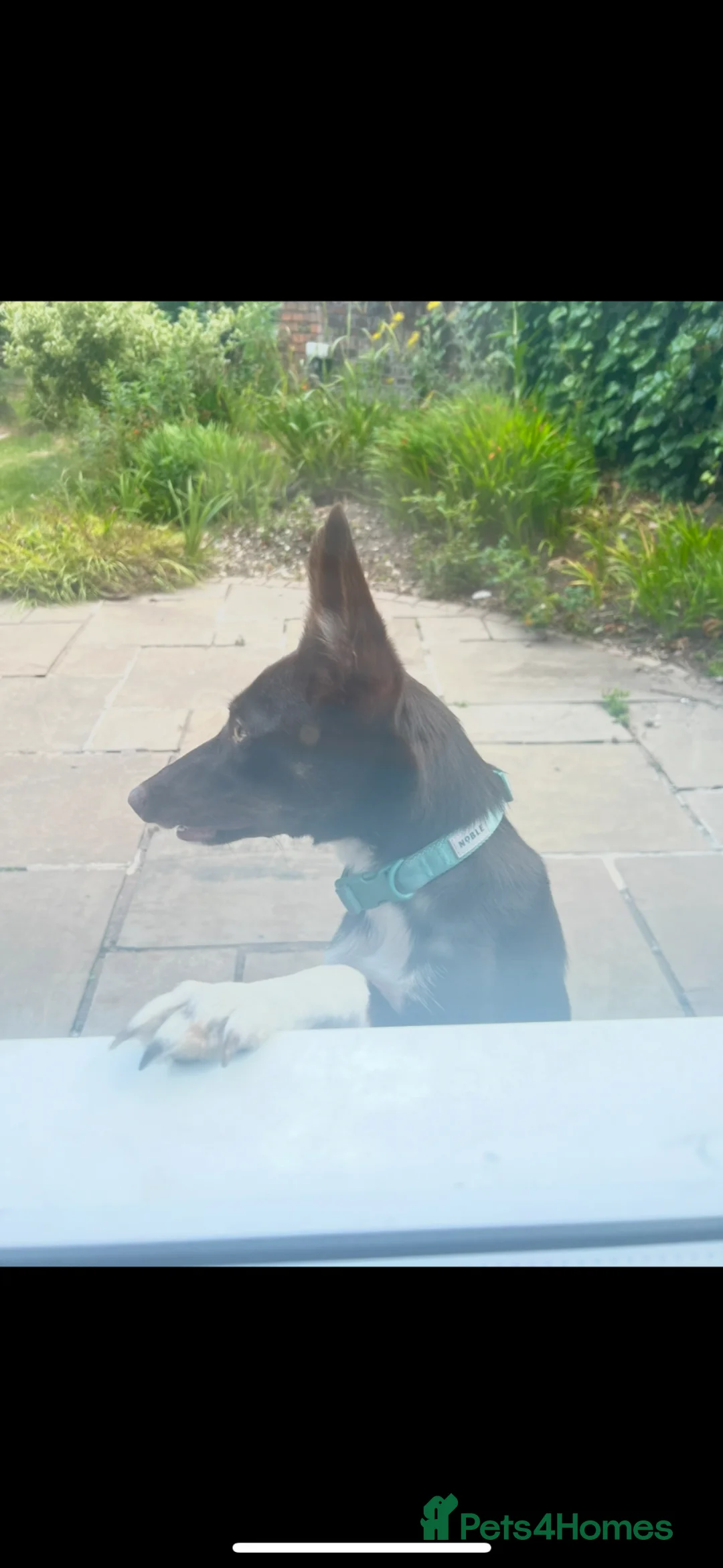 Border Collie dogs for sale: Ivy female border collie 2yrs old  - Advert 6