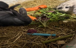 Mini Lion Lop rabbits for sale: lionlop baby bunny’s  - Image 15