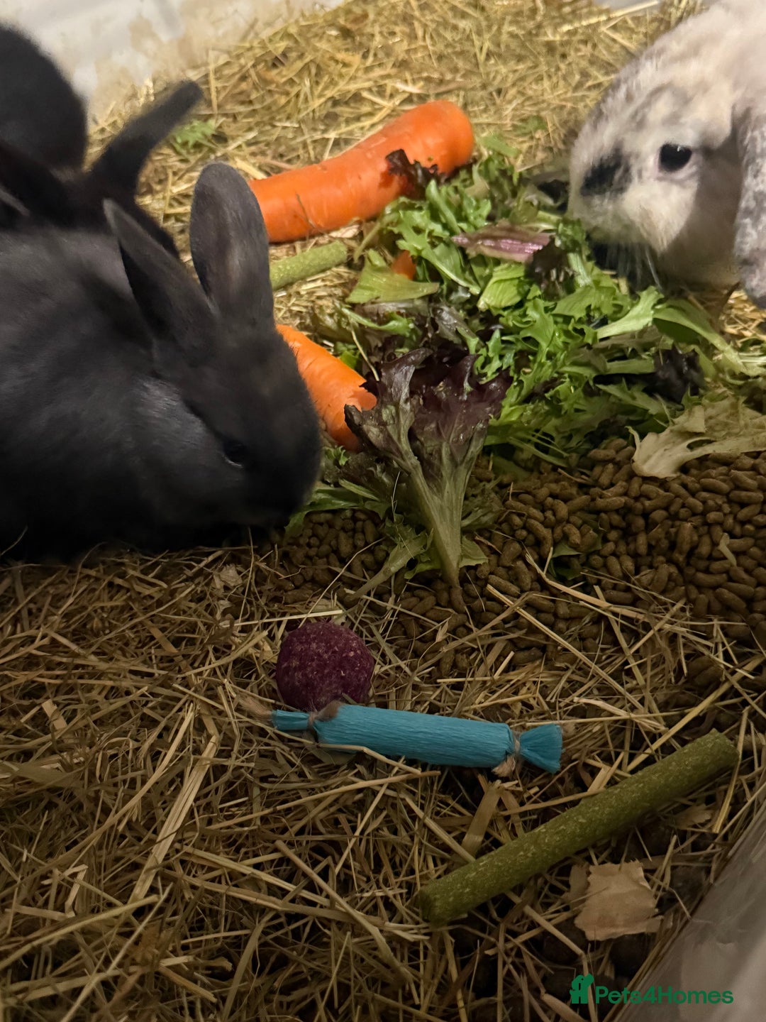 Mini Lion Lop rabbits for sale: lionlop baby bunny’s  - Image 15