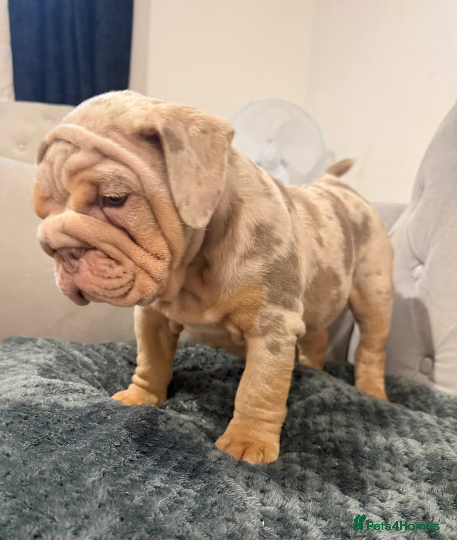 English Bulldog dogs FINAL STUNNING female English Bulldog puppy - Advert 1