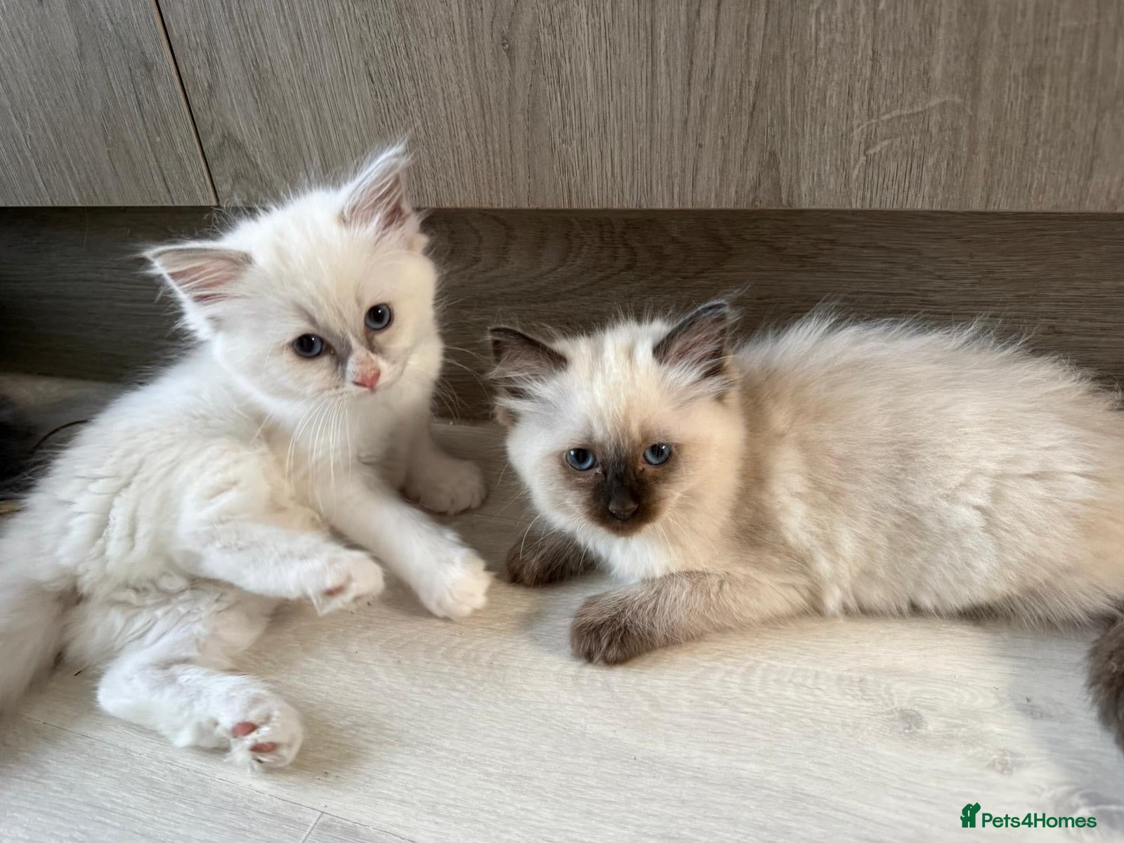 Ragdoll cats Adorable ragdoll kittens ready now - Advert 1