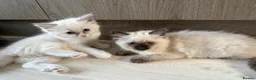 Ragdoll cats for sale: Adorable ragdoll kittens ready now - Advert 1