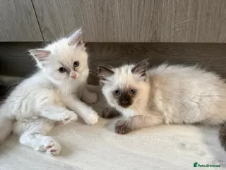 Ragdoll cats Adorable ragdoll kittens ready now - Advert 1