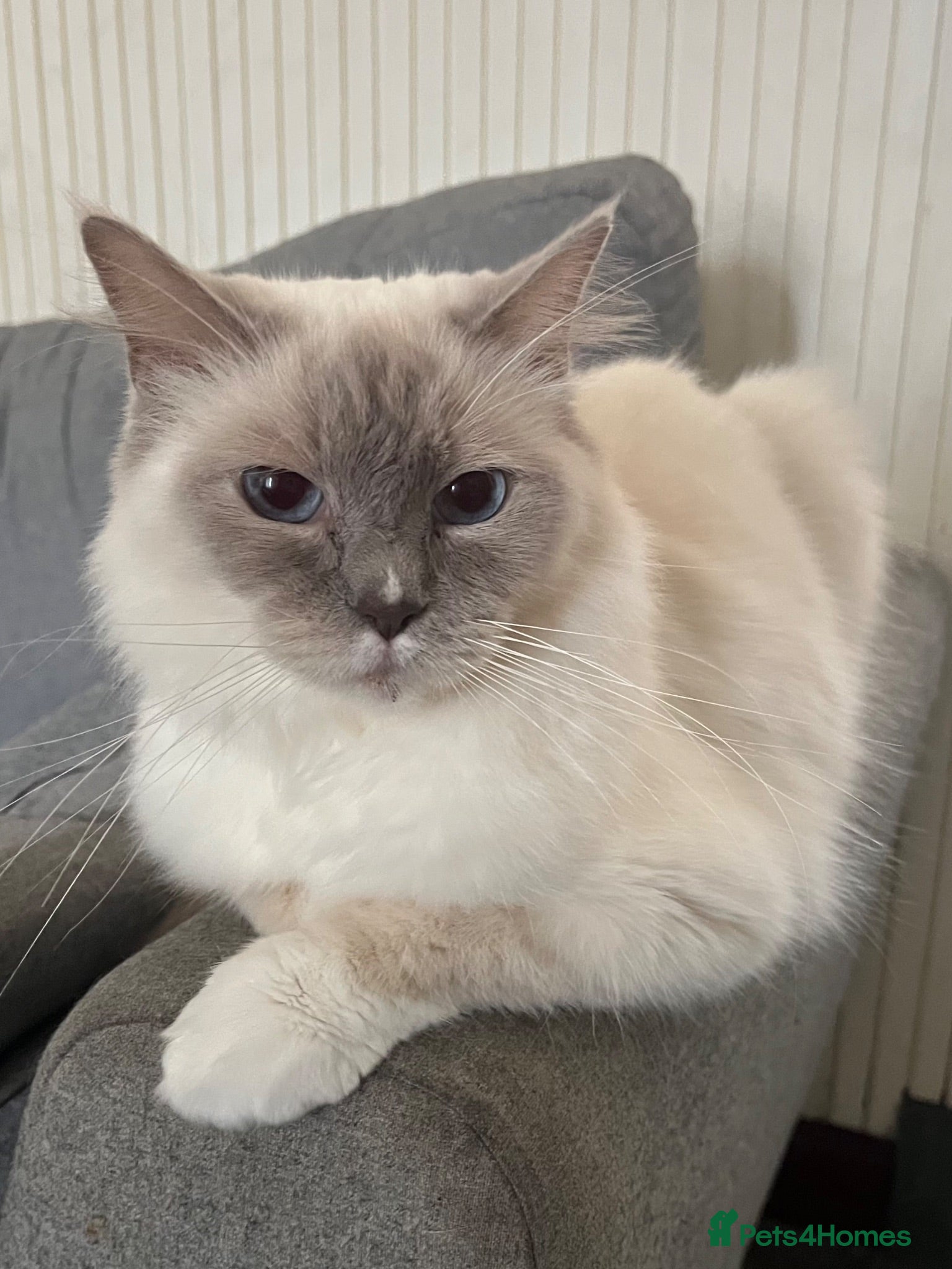 Ragdoll cats Gentle Lilac Point Female Ragdoll - Advert 3