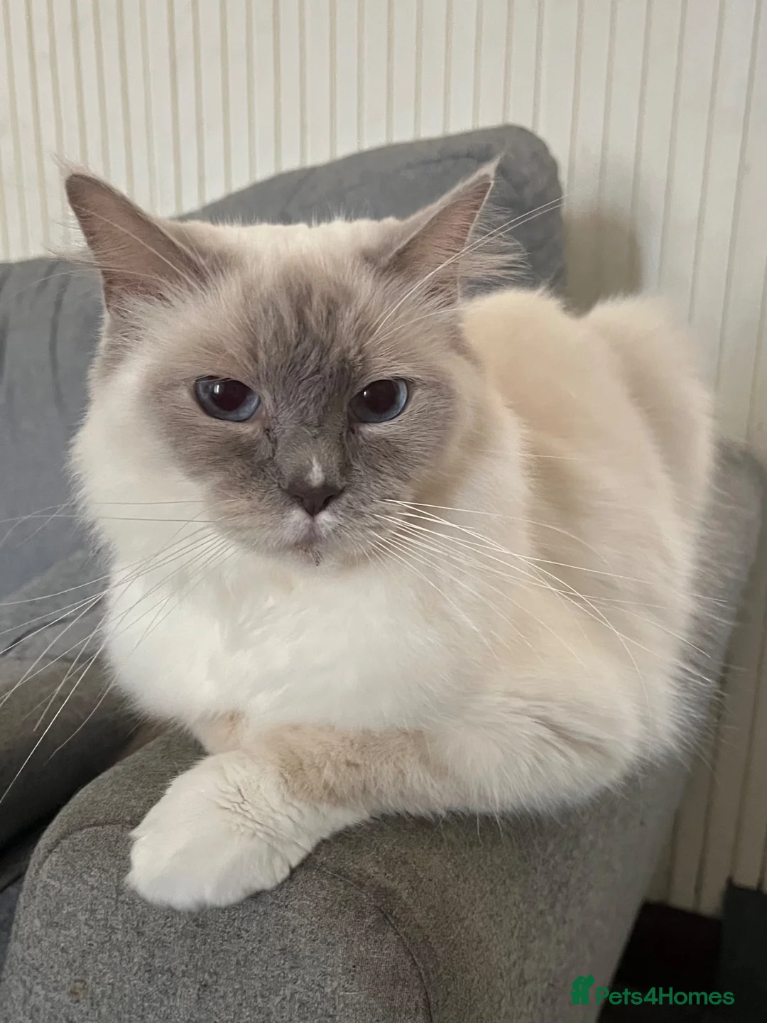 Ragdoll cats for sale: Gentle Lilac Point Female Ragdoll - Advert 1