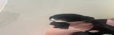Cockapoo 4